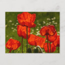 Suche nach mohnblumen postkarten Foto