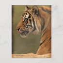 Suche nach löwe in der farbe postkarten Tiere