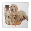 Suche nach retriever fliesen Lustig