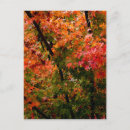 Suche nach japanischer ahorn postkarten Blattwerk