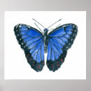 Suche nach blauer morpho schmetterling poster Flügel