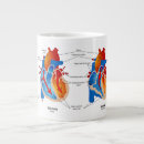 Recherche de anatomie tasses Cardiologie