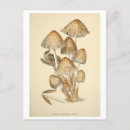 Recherche de toadstool cartes postales Vintage