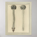Suche nach rückenmark poster Anatomie