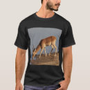 Suche nach impala Safari