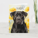 Recherche de corsos vœux cartes Pour tous