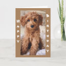 Recherche de chiots autres Photographie