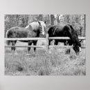 Recherche de de cheval photographie Cornet