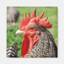 Suche nach schotte magnete Geflügel