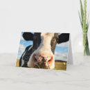 Recherche de vache holstein vœux cartes Bétail