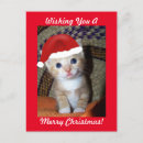 Suche nach weihnachtskätzchen postkarten Katze