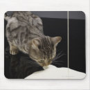 Suche nach boden mousepads Katze