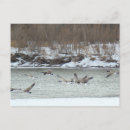 Suche nach kanadische gänse postkarten Kanadengas