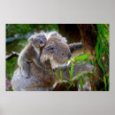 Recherche de koala bébé posters Photographie
