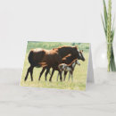 Suche nach stute karten Ranch