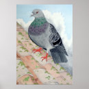 Recherche de pigeons posters Peinture