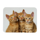 Recherche de gingembre magnets Animal