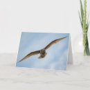 Suche nach vogel im flug karten Vogelvogel