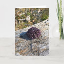 Recherche de oursin vœux cartes Mer