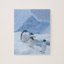 Suche nach penguin puzzle Arktisch