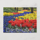 Suche nach tulpen postkarten Niederwerfen