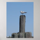 Suche nach seegras poster Tiere