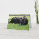 Suche nach nachmittag karten Fotografie