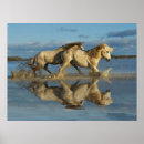 Recherche de camargue posters Ferme