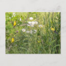 Suche nach goldfink postkarten Goldfinch