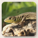 Suche nach eidechsen untersetzer Natur