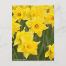 Recherche de sensation cartes postales Fleur