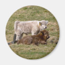 Recherche de cow magnets Pour tous