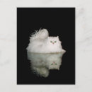Recherche de persan chat cartes postales Chats
