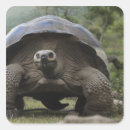Recherche de tortoise autocollants Reptile