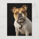 Suche nach kragen poster Veterinäramt