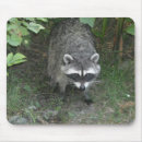 Recherche de racoon tapis souris Animaux