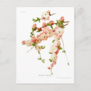 Suche nach mandelblüten postkarten Mandeln