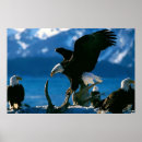 Suche nach fliegenadler poster Adlerbild