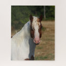 Recherche de haflinger puzzles Pinto
