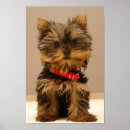 Suche nach yorkie welpen poster Yorkies