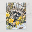 Recherche de ratons laveurs cartes postales Raton laveur