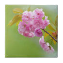 Suche nach alte rose fliesen Rosen