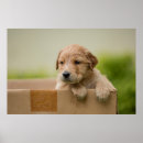 Suche nach golden retriever welpe poster Welpen