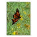 Suche nach goldrute postkarten Schmetterling