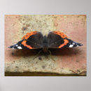 Suche nach admiral poster Tiere