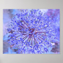 Suche nach allium poster Blau