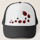 Recherche de coccinelle casquettes Insecte