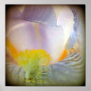 Suche nach iris poster Lavendel