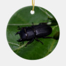 Suche nach fehler ornamente Insekten