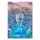 Recherche de loups gris posters Loup solitaire